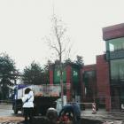 Sadzenie ambrowca amerykańskiego