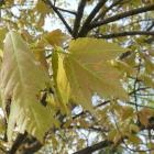 Klon czerwony – Acer rubrum