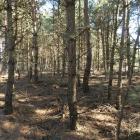 Bór nad Białą Przemszą