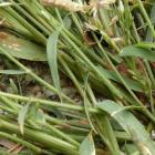 Miłka drobna – Eragrostis minor