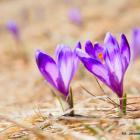 Hokus Krokus - Chochołowska 30.03.2019 13-41-13
