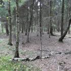 Świerczyna