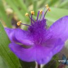 Tradescantia andersoniana, 2023.06.06 Chrzanów, aleja Henryka