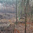 Wycięte drzewa na Osiedlu Stałym. Fot Barbara Ziętek