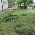 Rdestowiec ostrokończysty