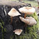 Grzybówka na dębie