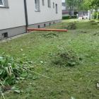 Rdestowiec ostrokończysty