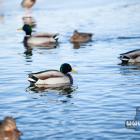 Zalew Sosina w zimowej, styczniowej scenerii. Fot. Patrycja Koprzak