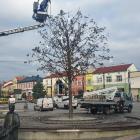 1-rynek choinka (5)