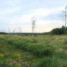 park nowych mieszkańców (6)