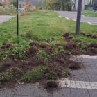 1-IMG_8089