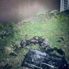 zdjęcie nr 11