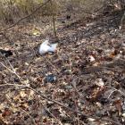 Śmieci w pobliżu velostrady. Fot. Patrycja Koprzak