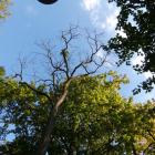 Umierająca robinia