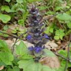 Dąbrówka rozłogowa - Ajuga reptans