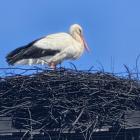 Bocian na kominie Stanisława Bigaja