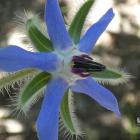 Ogórecznik lekarski