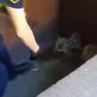 Mały dziki wpadł do niecki. Na ratunek ruszyła straż miejska
Fot. Straż Miejska w...