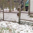 Pies pana Zdzisława