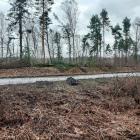 1-wycinka drzew wojska polskiego (6)