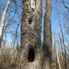 Olsza z zagojonymi dziuplami