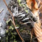 Próchnilec gałęzisty