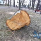Dąb Paweł stan z 12 lutego 2025