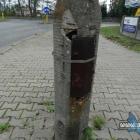 zdjęcie nr 12