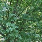 Klon polny – Acer campestre