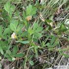 Komonicznik skrzydlatostrąkowy