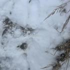 Końskie odchody na trasie w Jeleniu. Zdjęcie nadesłane przez mieszkankę