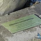 Chomik Kolejarz ze skweru w Szczakowej