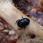 Żuk leśny i czaszka sarny