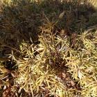 Ubiorek wiecznie zielony