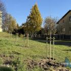 Nowe drzewa na skwerze przy Towarowej