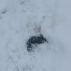 Końskie odchody na trasie w Jeleniu. Zdjęcie nadesłane przez mieszkankę