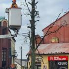 Na Rynku w Jaworznie wycieli jawora. Fot. MZDiM Jaworzno