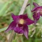 Kruszczyk rdawoczerwony