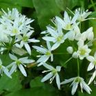 Czosnek niedźwiedzi - Allium ursinum