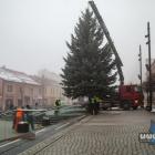 Tegoroczna bożonarodzeniowa choinka dotarła na jaworznicki rynek 1 grudnia 2025 r.