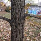 Ambrowiec amerykański