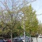 Klon czerwony – Acer rubrum