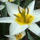 Tulipan dwukwiatowy