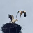 Bociany u Stanisława Bigaja w Jaworznie