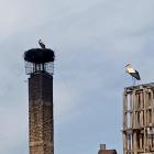 Bociany u Stanisława Bigaja w Jaworznie