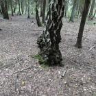 zdjęcie nr 10