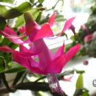 Schlumbergera truncata