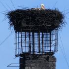 Bocian na kominie Stanisława Bigaja