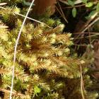 Próchniczek bagienny