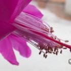 Schlumbergera truncata